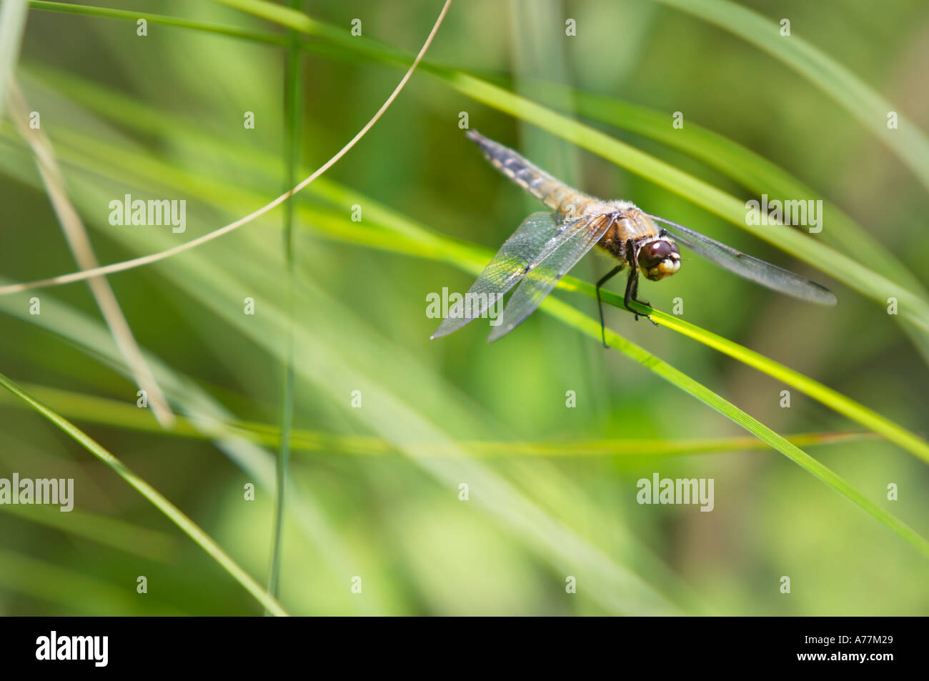 Quattro Spotted Chaser - Libellula quadrimaculata regolate su un reed, Nuuksio National Park, Espoo, Finlandia, UE. Foto Stock