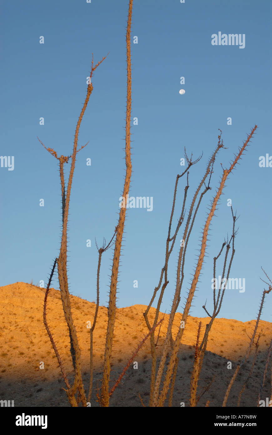 Ocotillo cactus e luna Vicino Split Mountain, Anza Borego, California Foto Stock