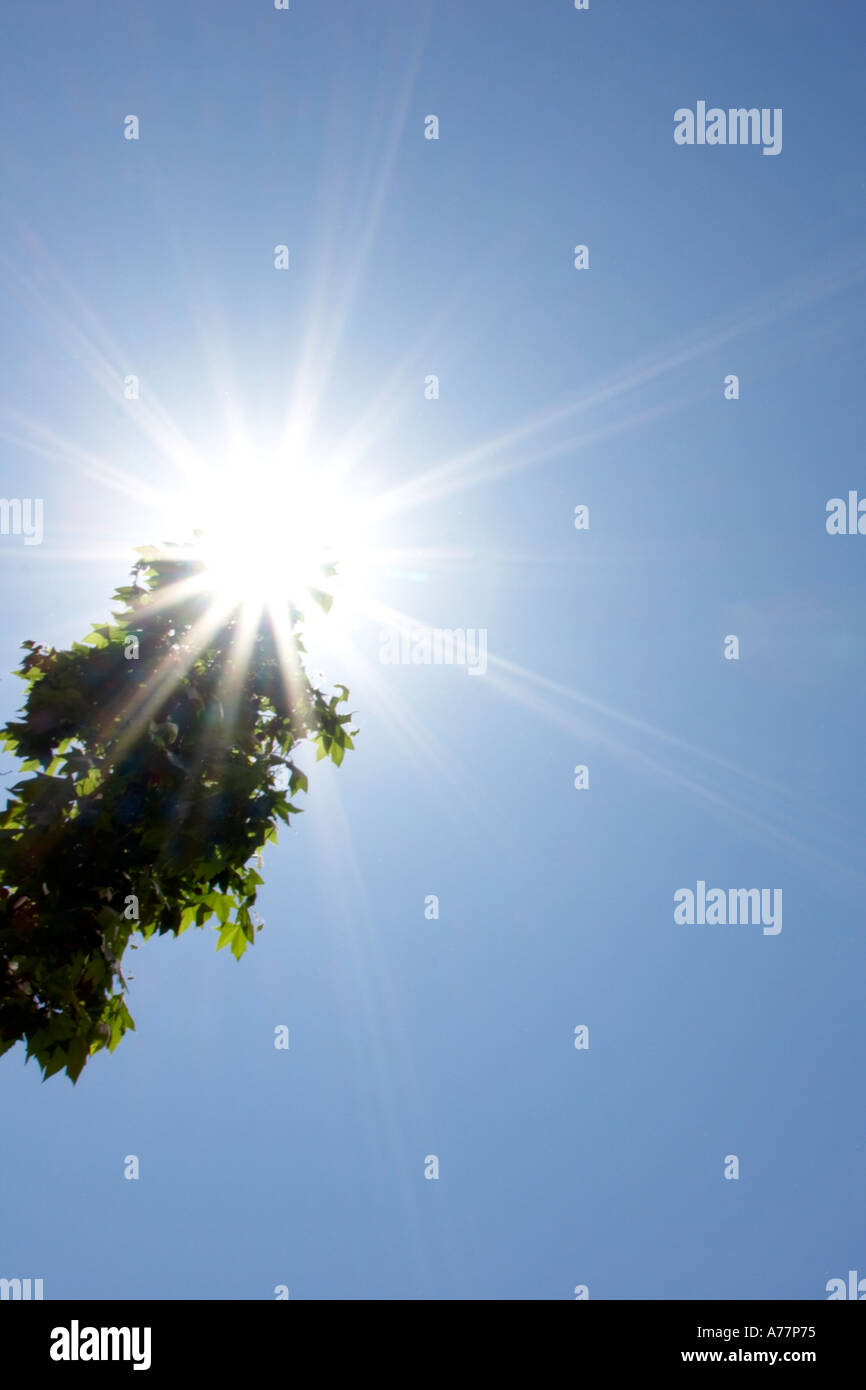 Estate il sole che splende attraverso le foglie di un albero Foto Stock
