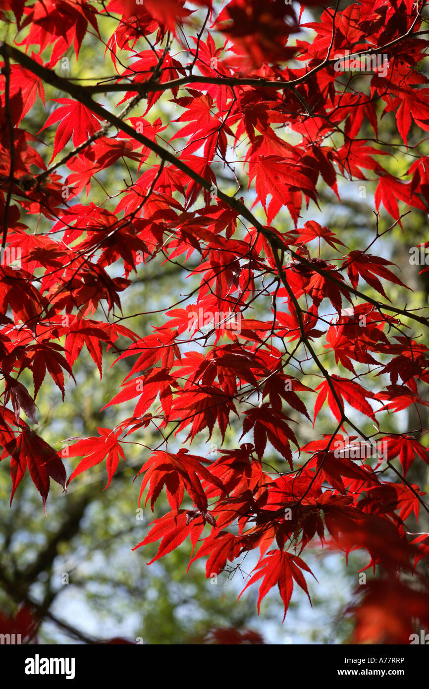 Aceri rossi Foto Stock