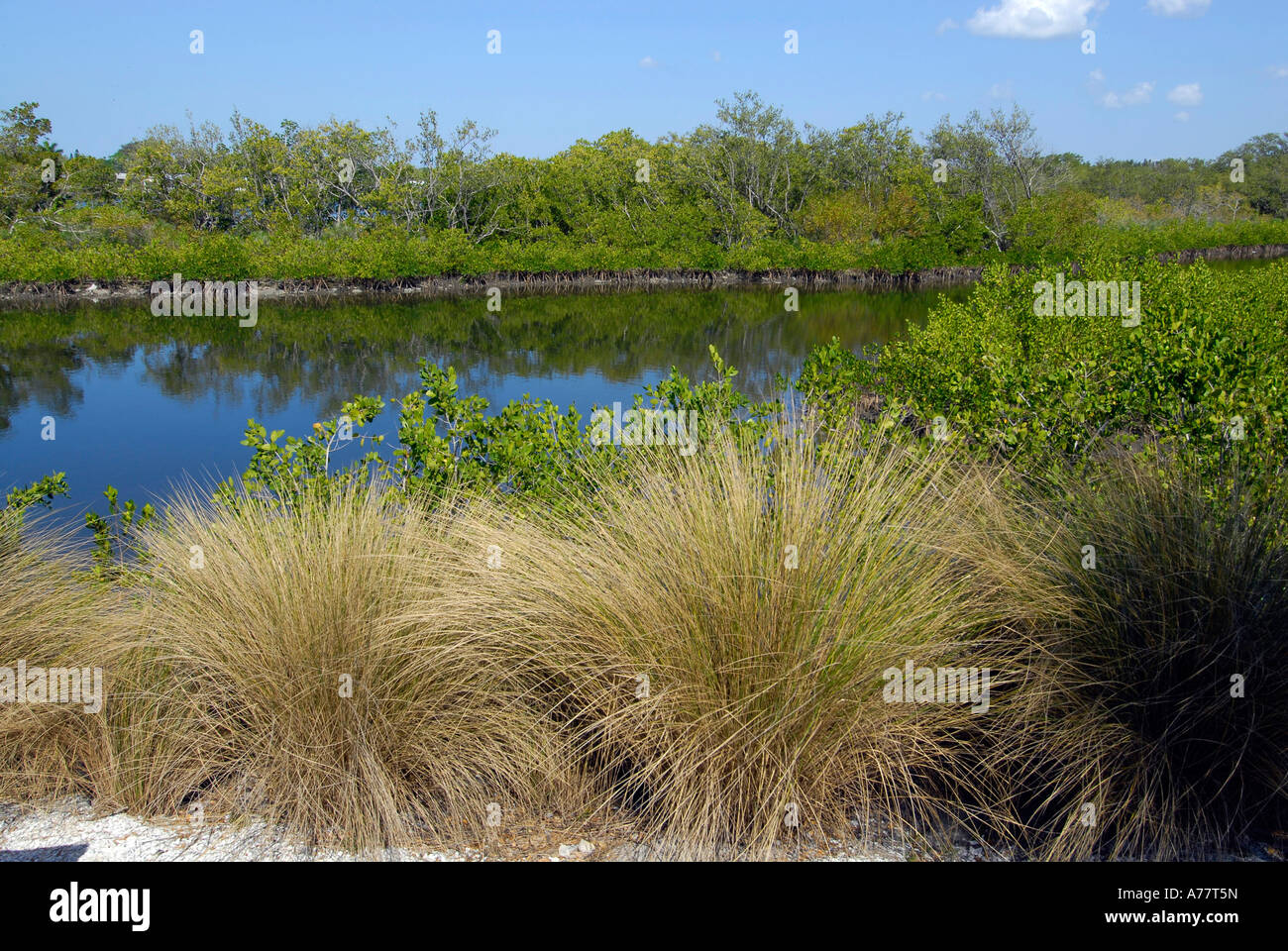 Città di Palmetto Florida FL Fla estuario sale e acqua fresca del sistema filtro Progetto di Conservazione Foto Stock
