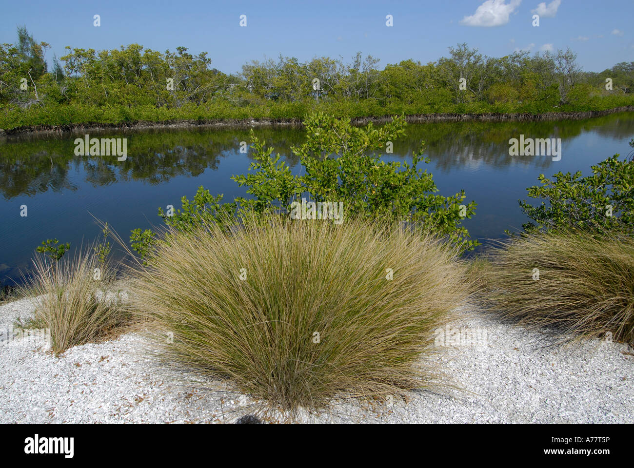 Città di Palmetto Florida FL Fla estuario sale e acqua fresca del sistema filtro Progetto di Conservazione Foto Stock