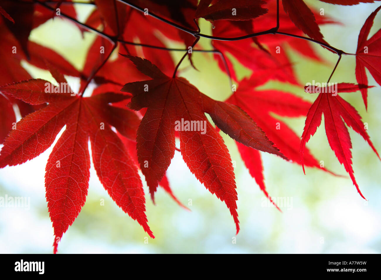 Aceri rossi Foto Stock