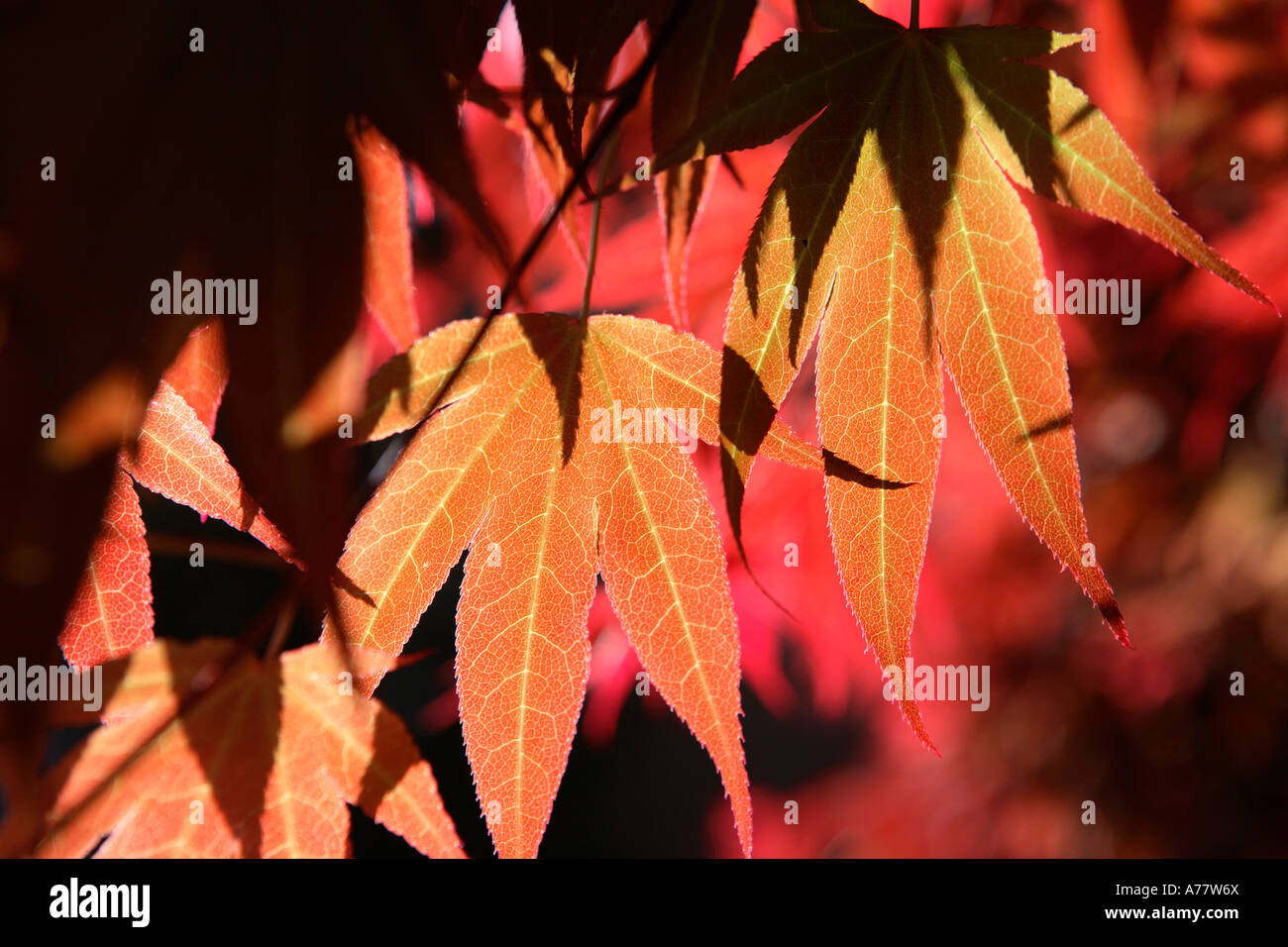 Foglie di acero dettaglio Foto Stock
