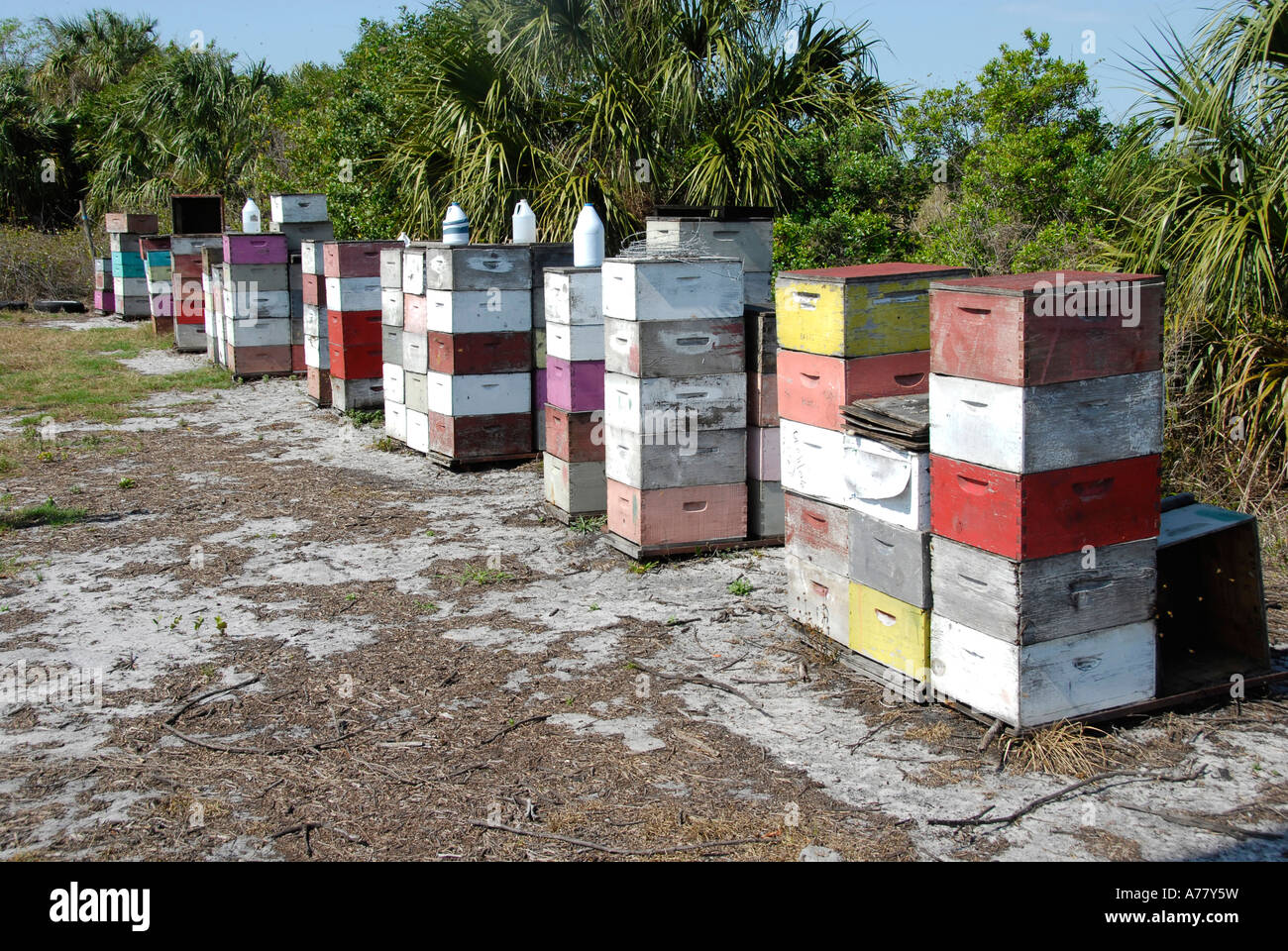 Alveari di api mellifere sono usati per impollinare fiori d'arancio in un aranceto della Florida centrale FL Foto Stock