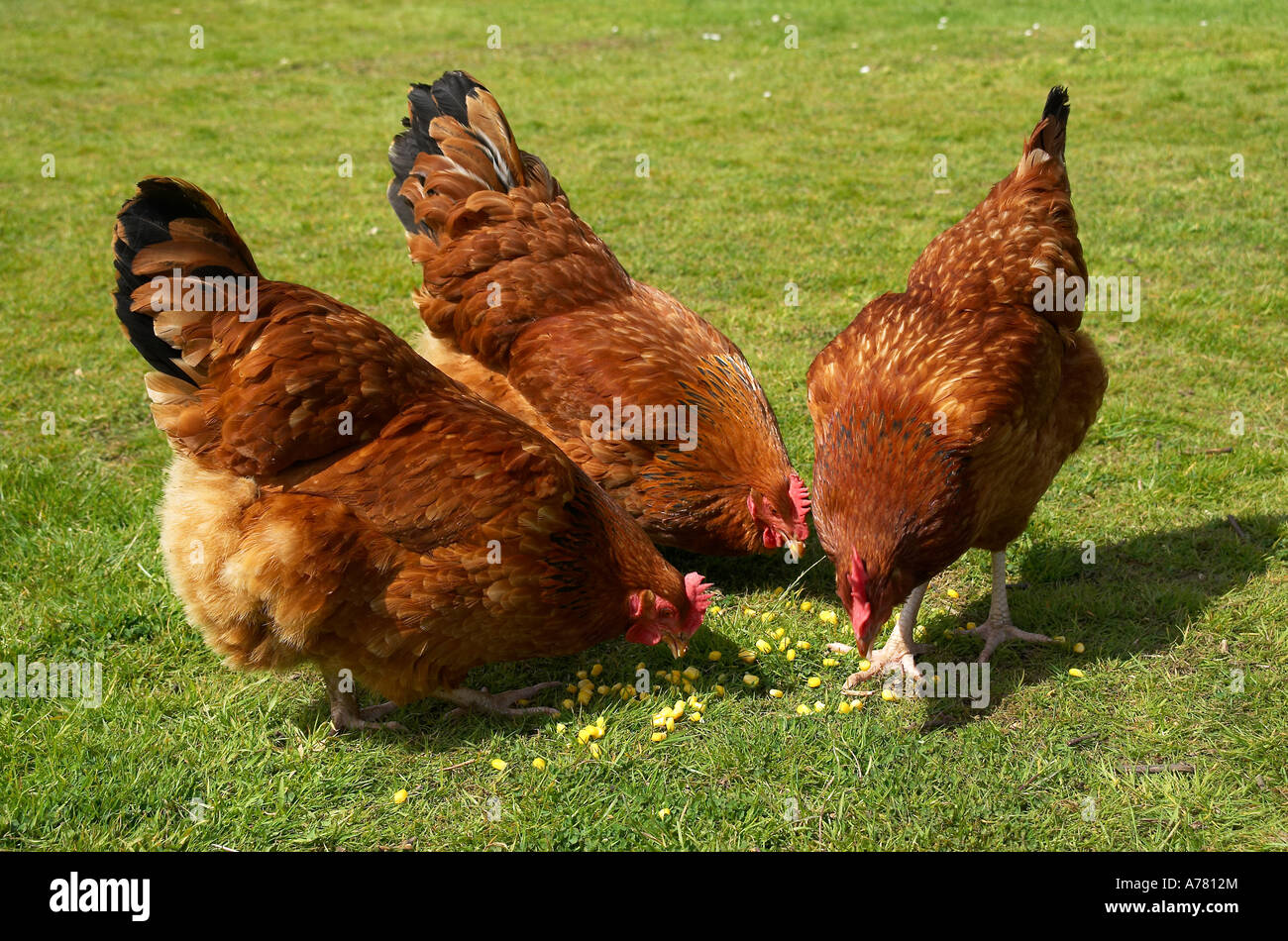 Tre polli Rhode Island Red (Gallus gallus domesticus) che si nutrono di mais dolce su erba in un giardino inglese Foto Stock