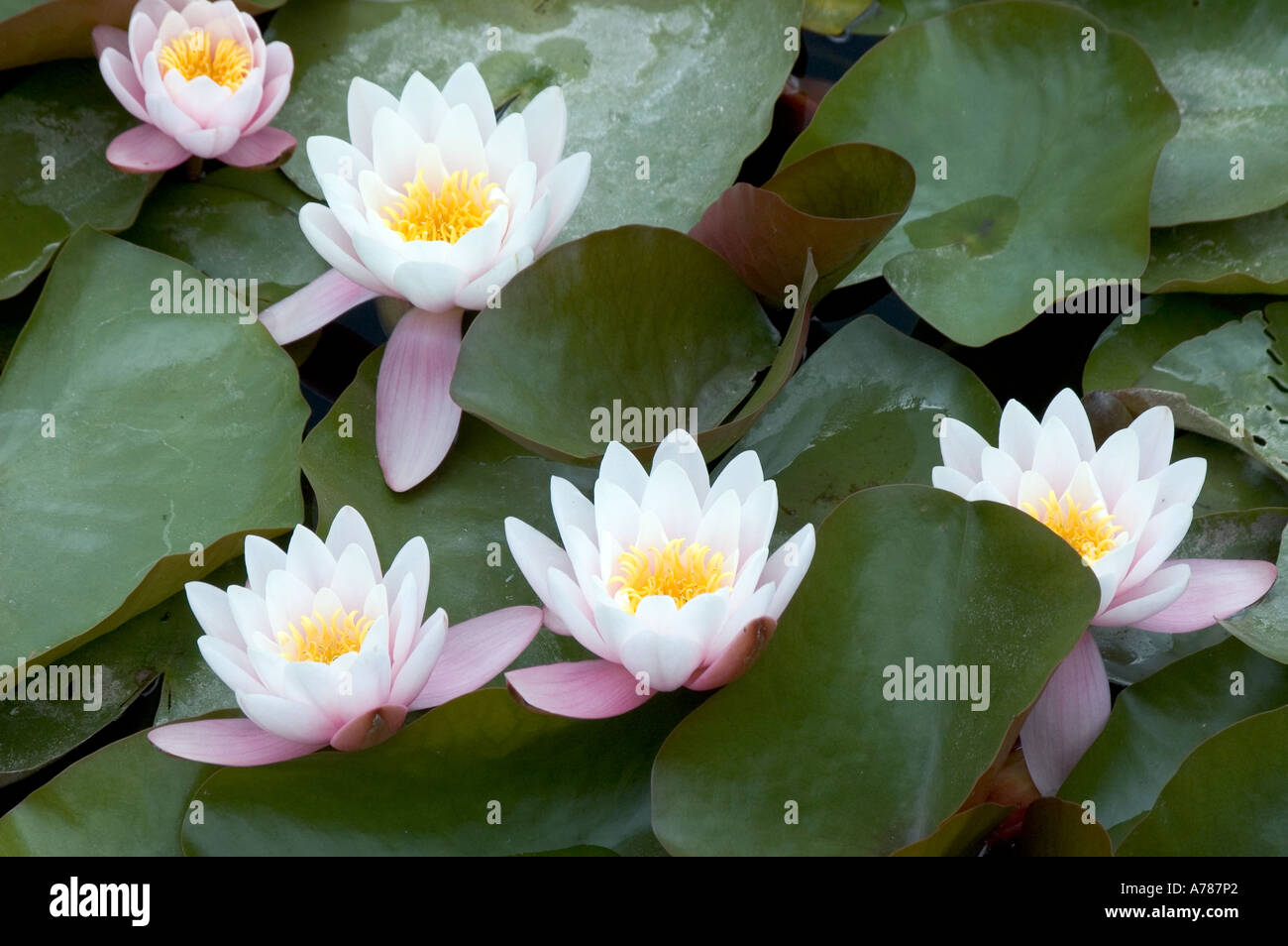 Acqua Lillies, Somerset, Inghilterra Foto Stock