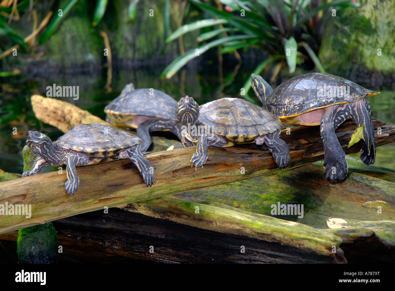 Le tartarughe marine sul display all'Acquario della Florida in Tampa Florida FL Foto Stock