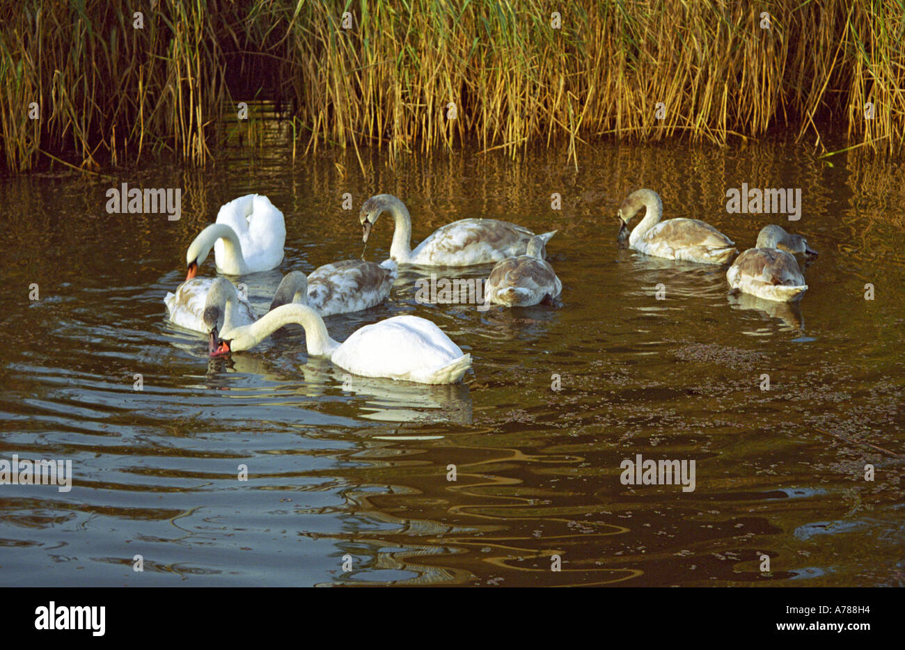 Cigni su Sankey St Helens Canal, Sankey Valley Park, Warrington, Autunno 2005 Foto Stock