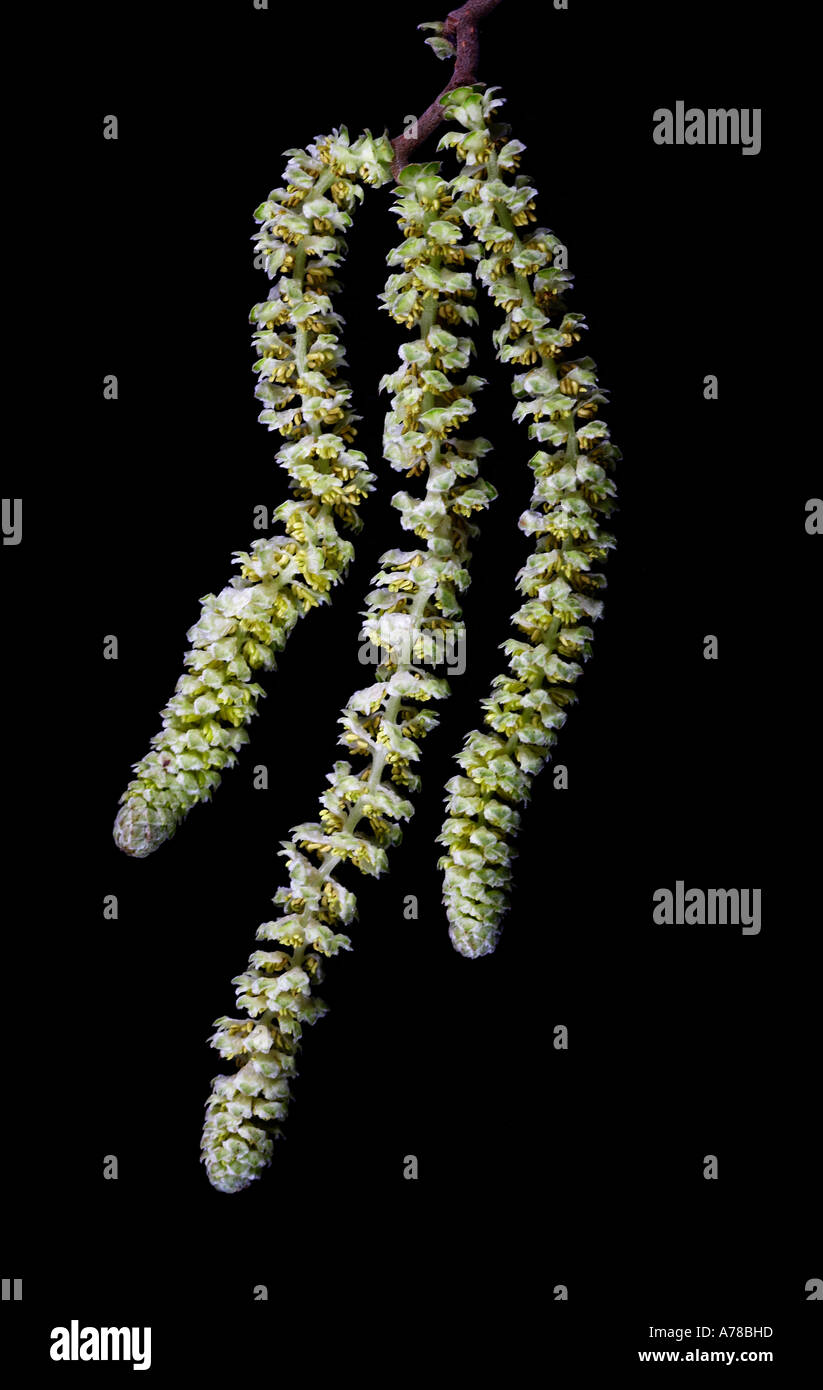 Corylus avellana Contorta amenti su sfondo nero Foto Stock