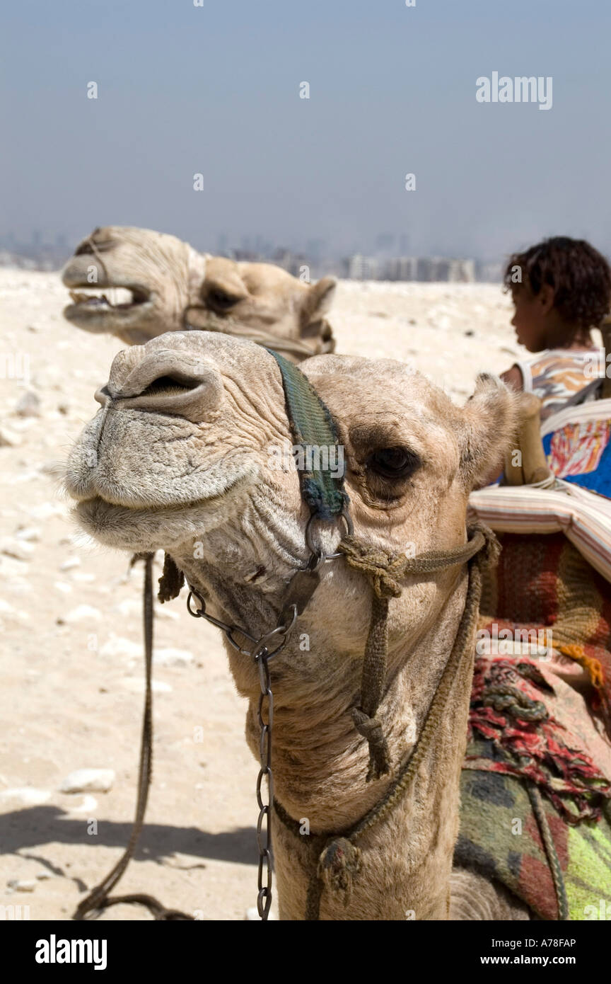 Drover e i suoi cammelli presso le Piramidi di Giza Cairo Foto Stock