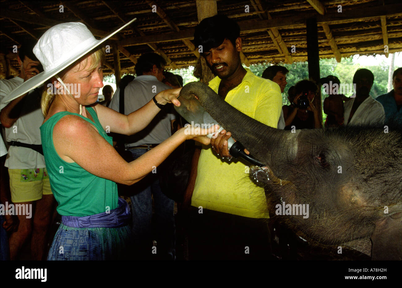 Sri Lanka Pinnewala turista femminile biberon di orfani Baby Elephant Foto Stock