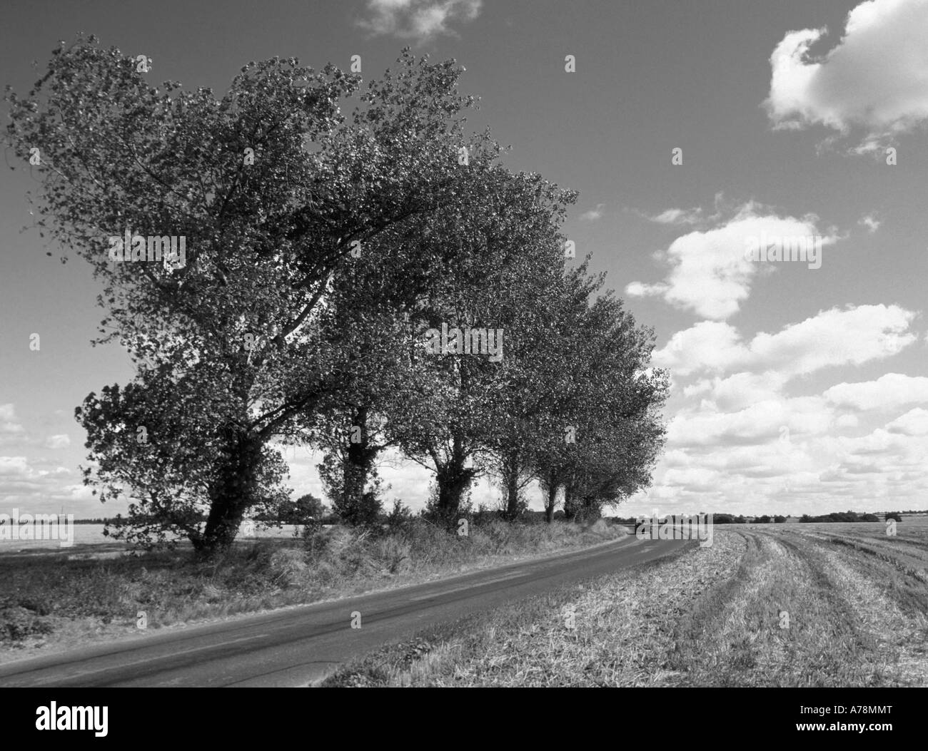 Big Sky Suffolk paesaggio di campagna country road passando attraverso raccolto unfenced stoppia campo farmland fiancheggiata con fila di alberi maturi England Regno Unito Foto Stock
