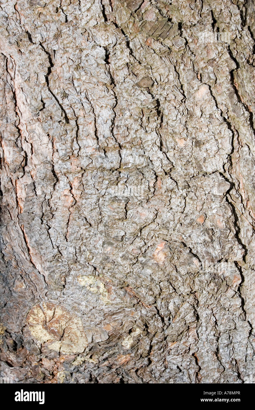 La corteccia e il tronco del Bhutan o bianco himalayana pino Pinus wallichiana Christchurch Giardini Botanici Nuova Zelanda Foto Stock