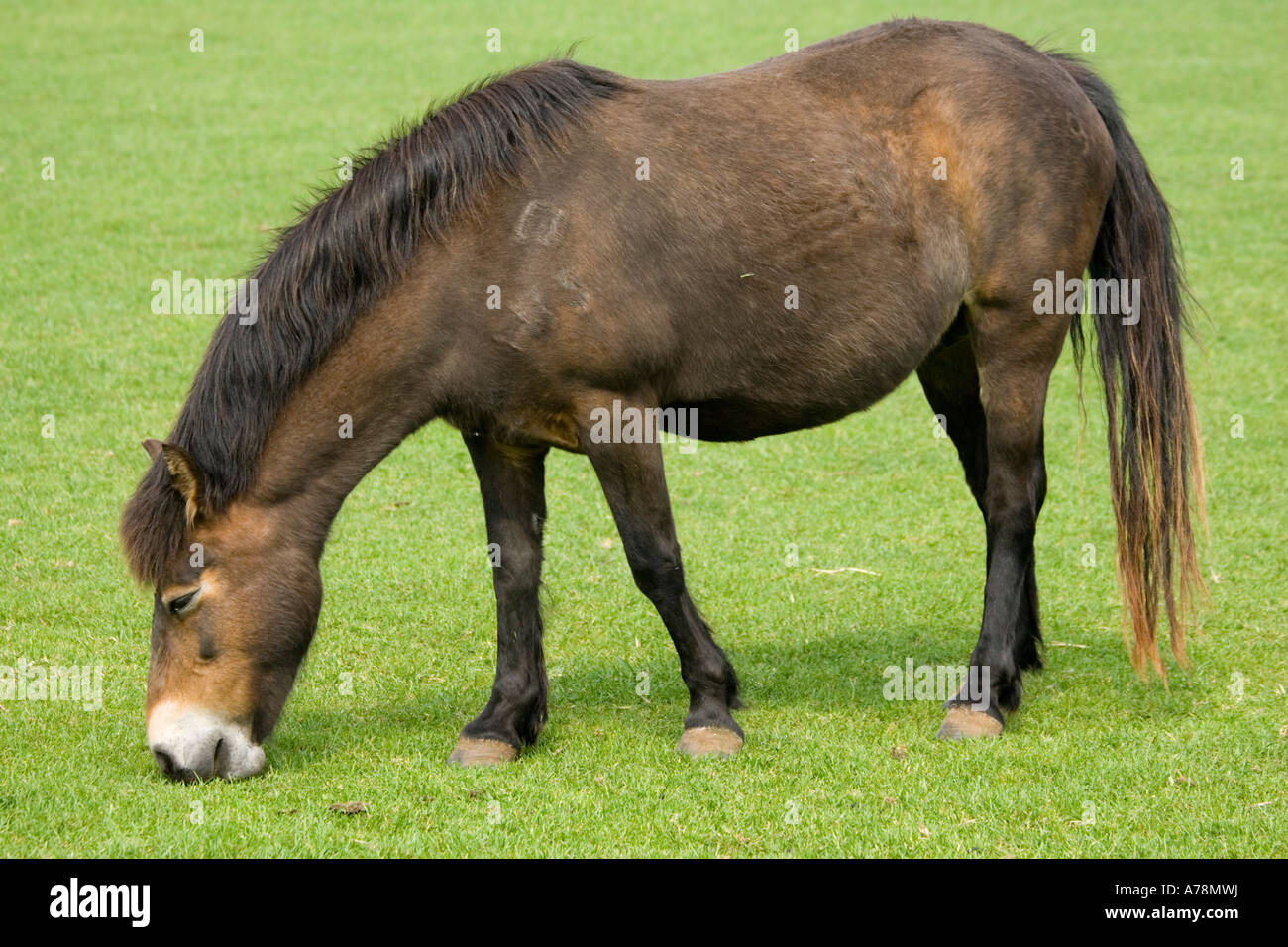 Exmoor pony pascolo a razza rara fiducia Cotswold Farm Park Tempio Guiting vicino a Stow on the Wold Regno Unito Foto Stock