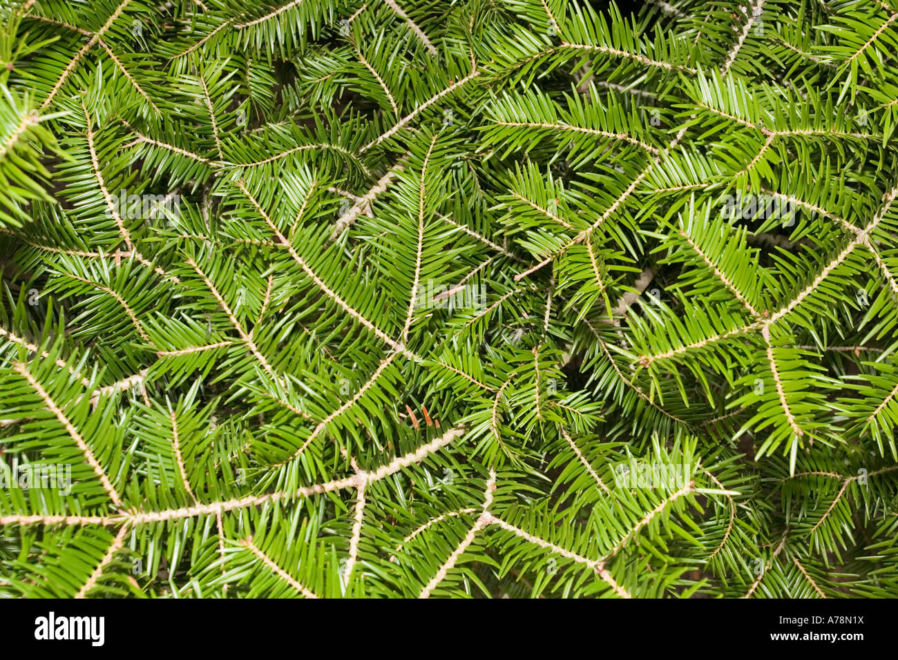 Gli aghi di pino o foglie di abete giapponese Christchurch Giardini Botanici Nuova Zelanda Foto Stock
