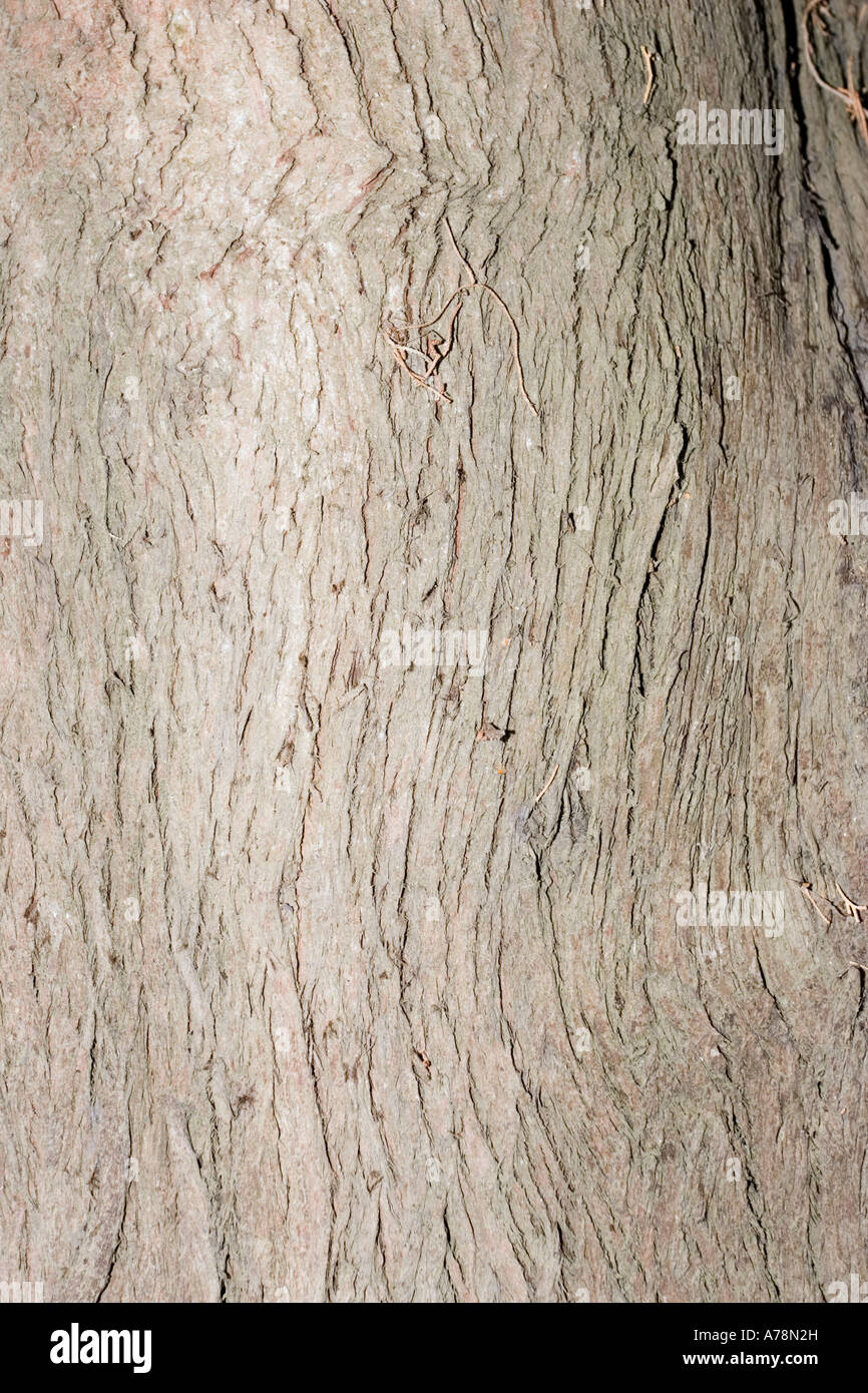 La corteccia e il tronco del cipresso Mediterraneo Cupressus sempervirens Christchurch Giardini Botanici Nuova Zelanda Foto Stock