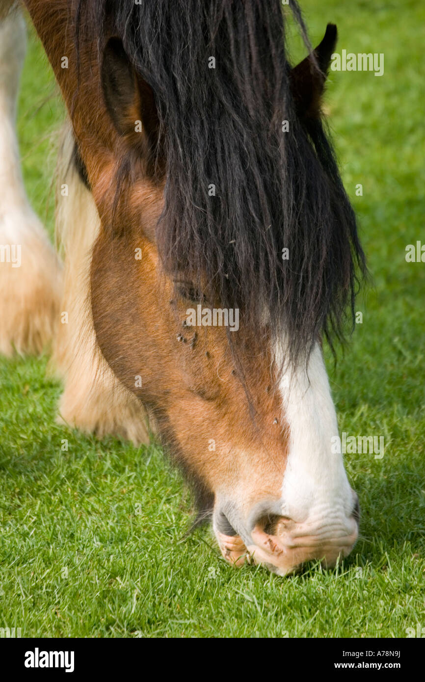 Primo piano della testa di Shire pascolo cavalli di razza rara fiducia Cotswold Farm Park Tempio Guiting vicino a Stow on the Wold Regno Unito Foto Stock