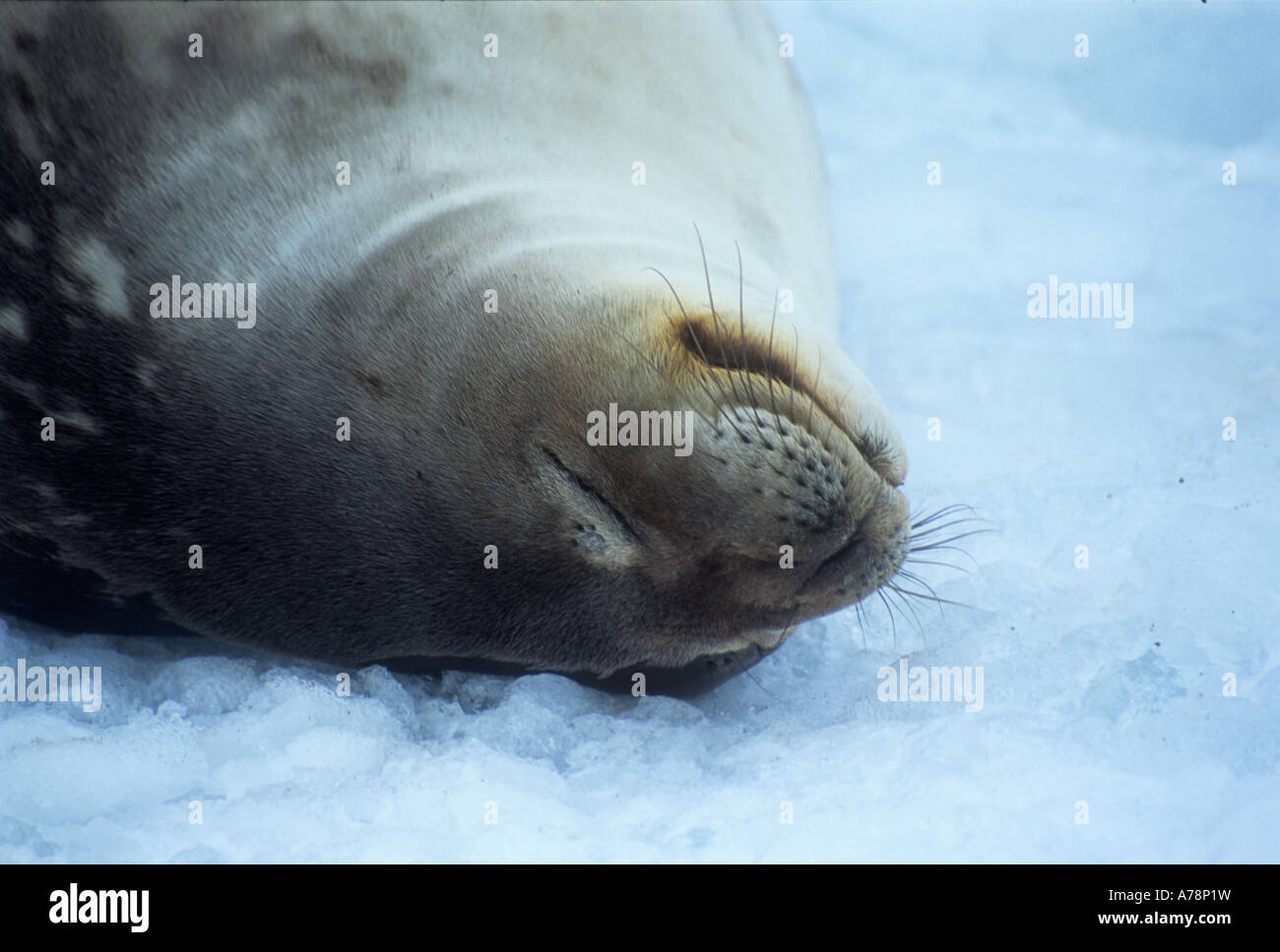 Guarnizione di Weddell dormendo, Isola Gourdin Antartide Foto Stock