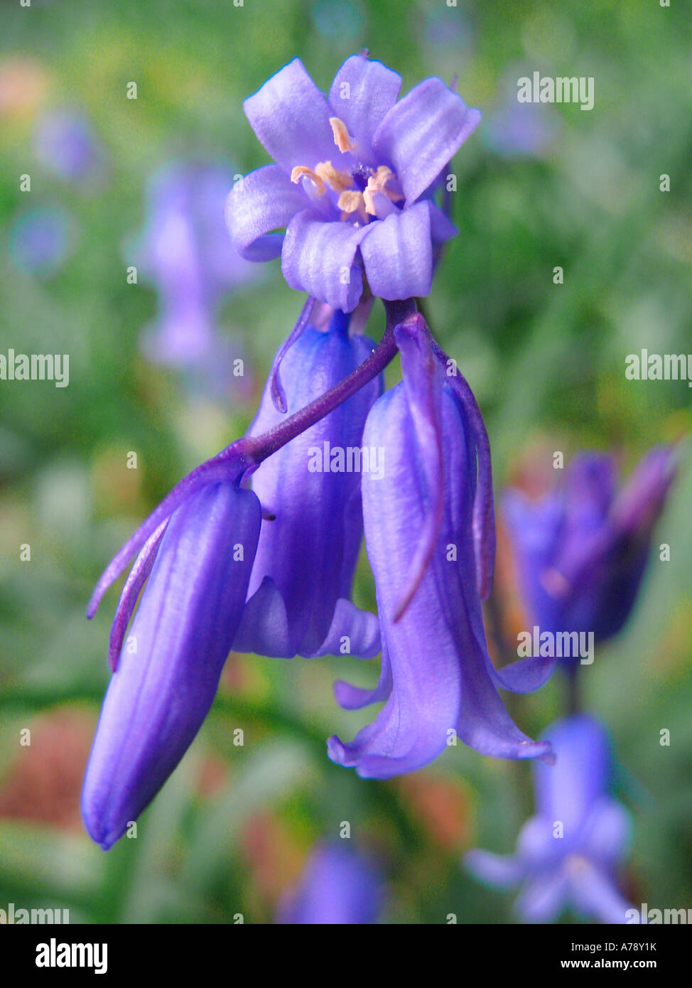 Un Bluebell fiore nella campagna inglese Foto Stock