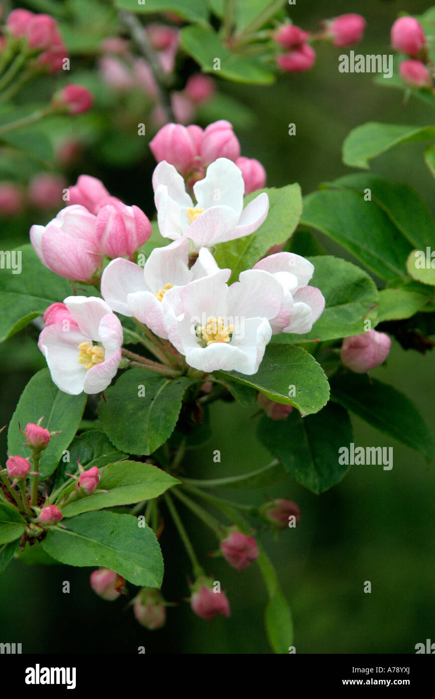 Malus Red Sentinel blossom aprile 14 Foto Stock