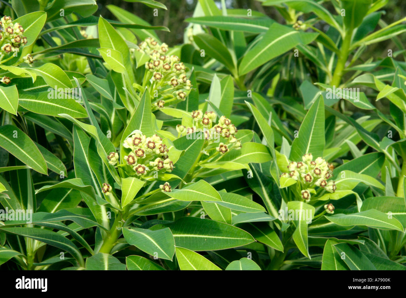 Euphorbia stygiana aprile 14 Foto Stock