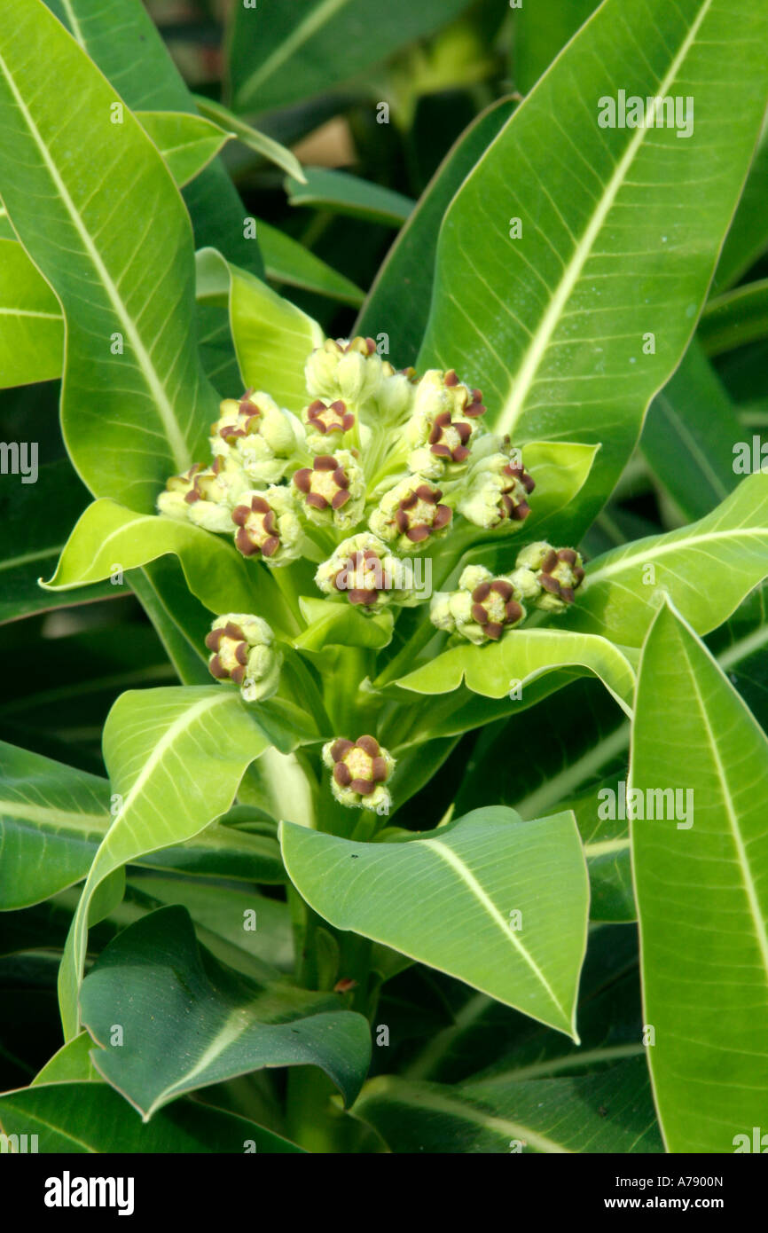 Euphorbia stygiana aprile 14 Foto Stock