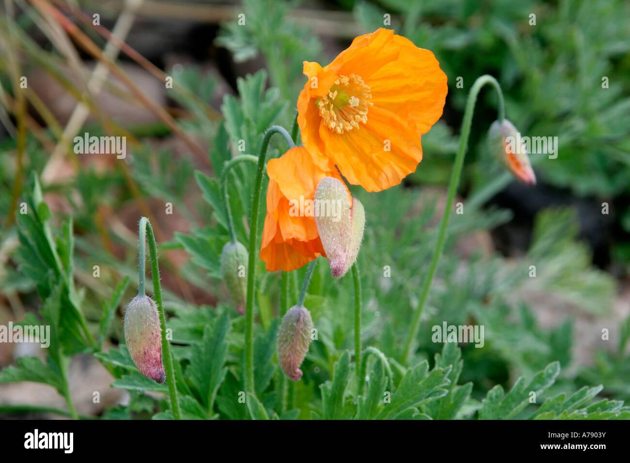 Meconopsis cambrica auriantiaca aprile 15 Foto Stock