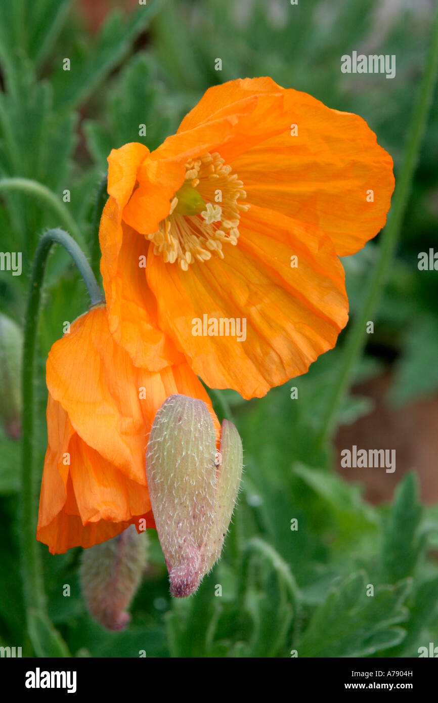 Meconopsis cambrica auriantiaca aprile 15 Foto Stock