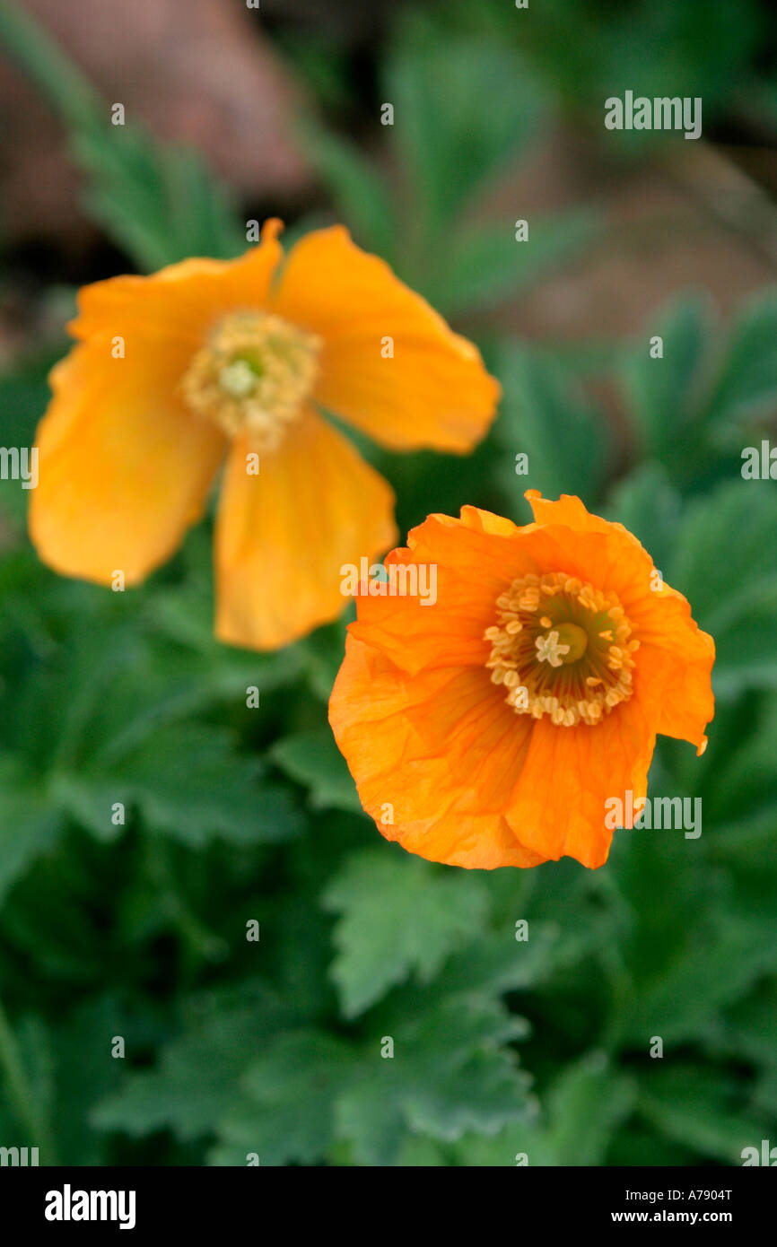 Meconopsis cambrica auriantiaca aprile 15 Foto Stock