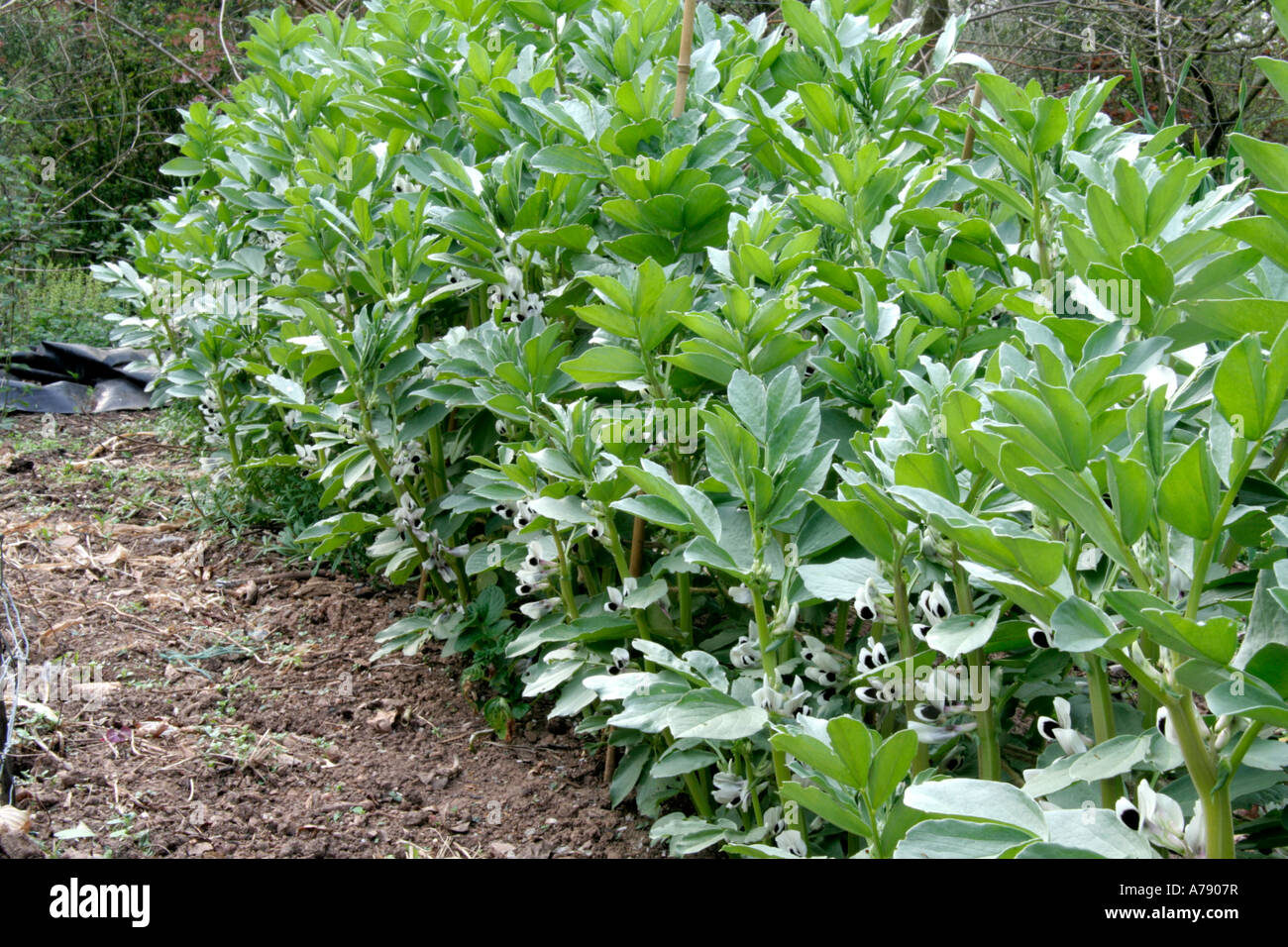 Fava Aquadulce Claudia Aprile 15 dalla metà di novembre alla semina Foto Stock