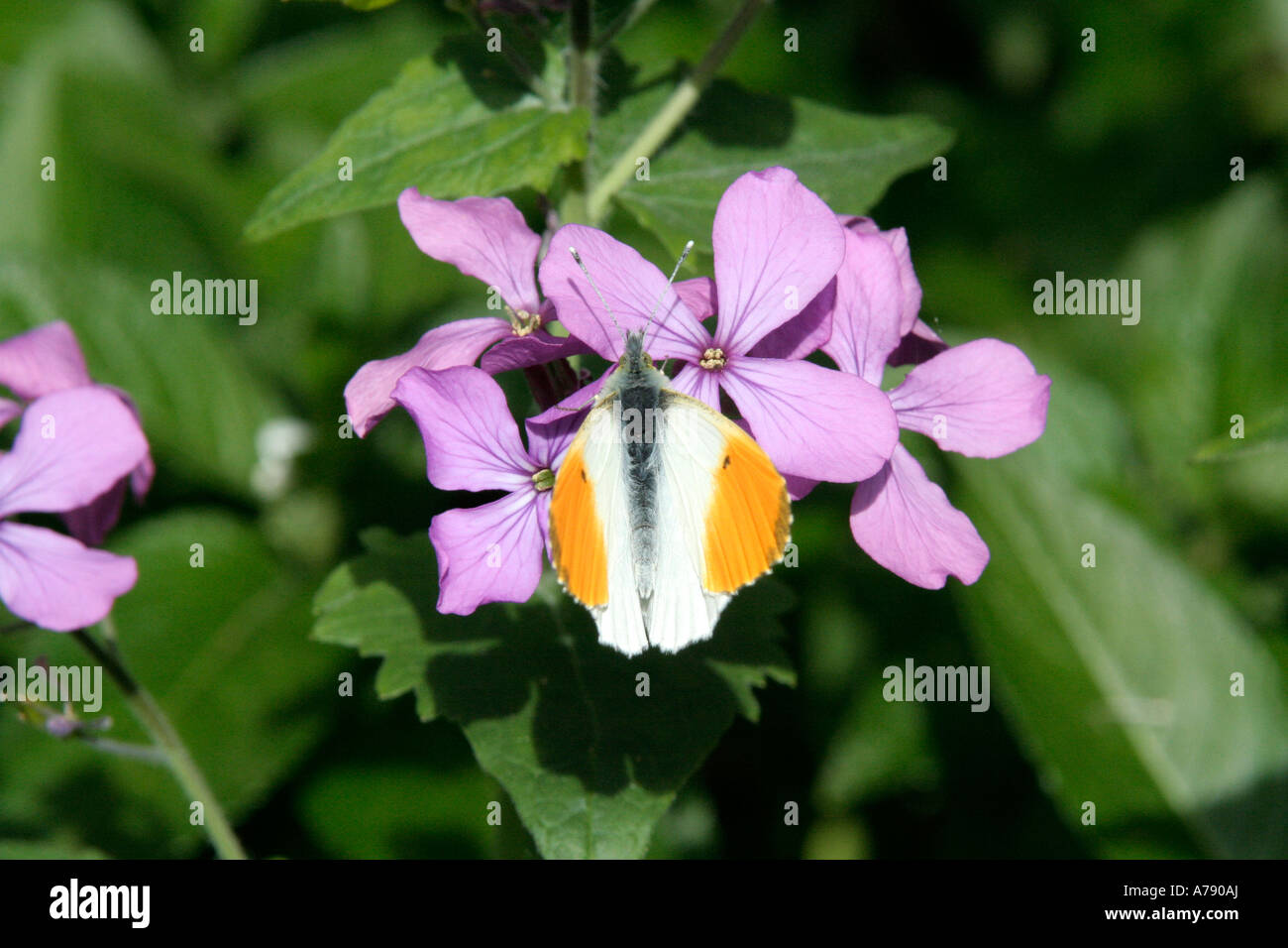 Maschio punta arancione farfalla Anthocharis cardamines sulla onestà Lunaria annua metà aprile Foto Stock