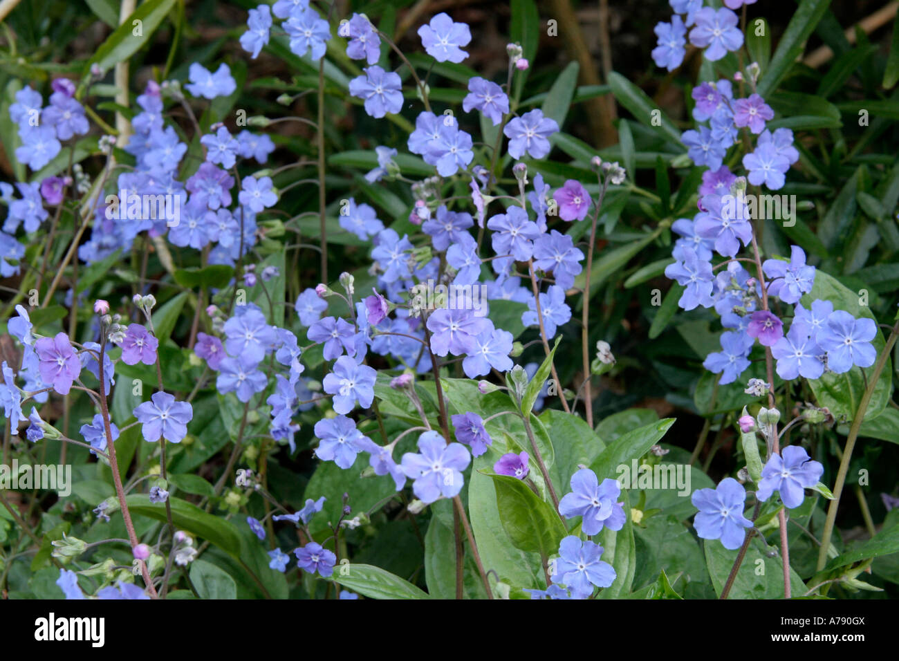 Omphaloides cappadocica Cherry Ingram aprile 18 Foto Stock