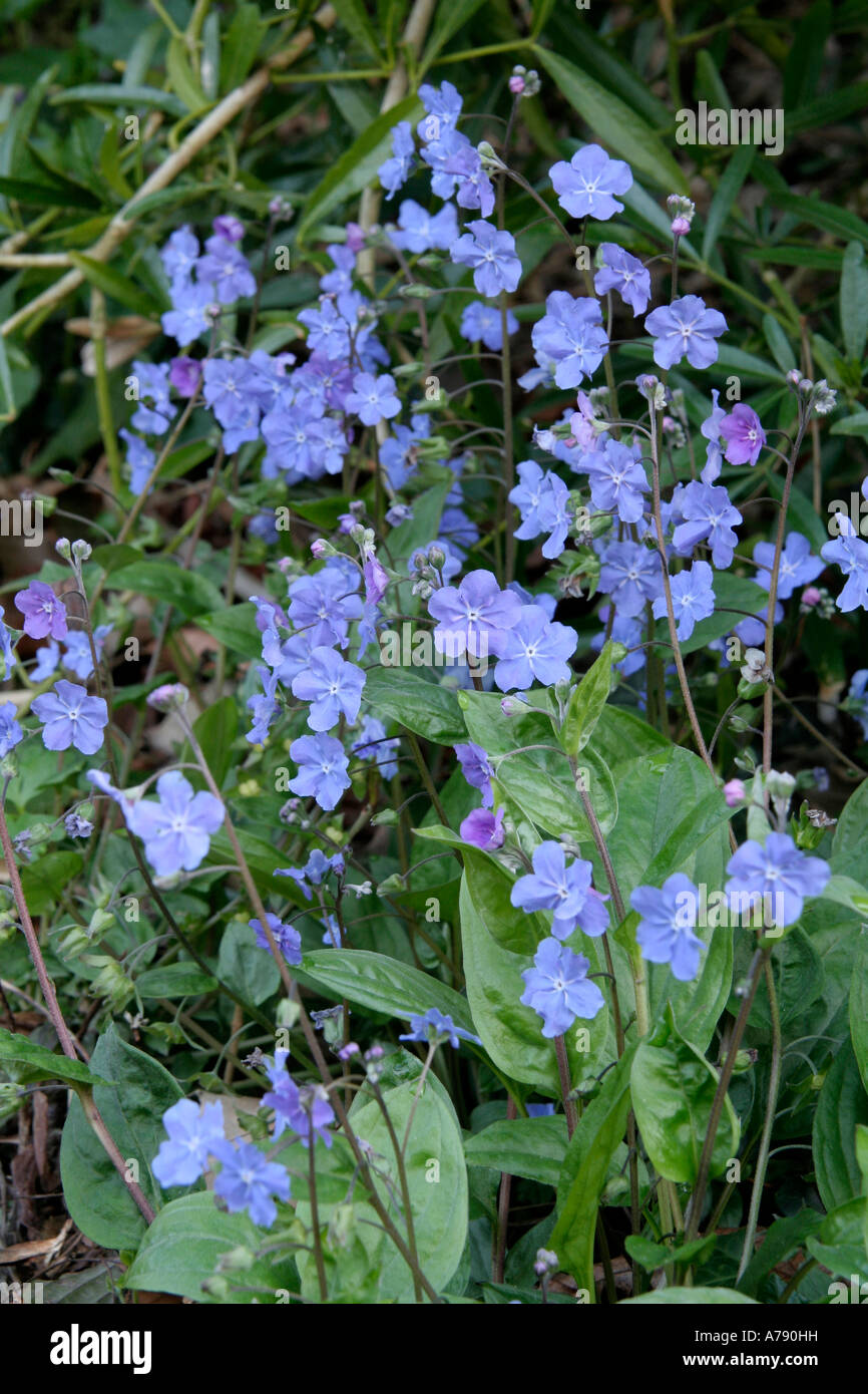 Omphaloides cappadocica Cherry Ingram aprile 18 Foto Stock