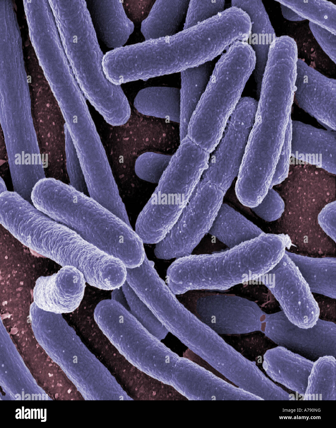 Micrografia elettronica a scansione di Escherichia coli cresciute in coltura e fatto aderire ad un vetrino Foto Stock