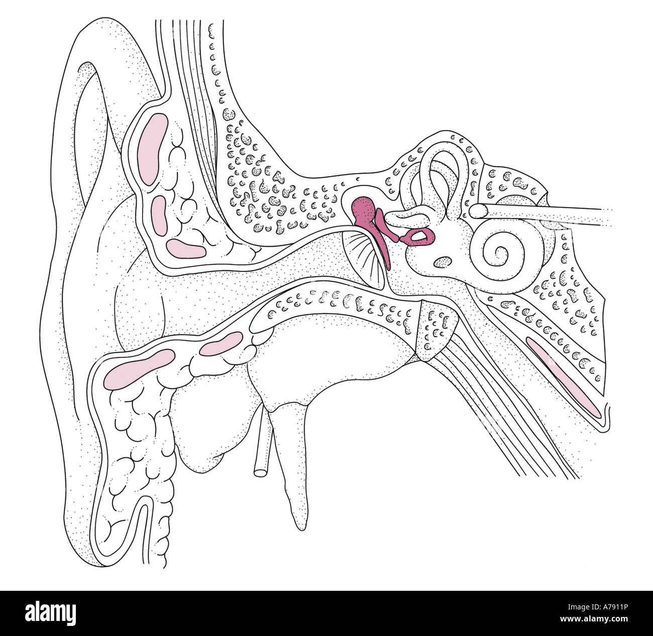 Un'illustrazione dell'apparato uditivo dell'orecchio, che mostra la parte esterna, medio e orecchio interno. Foto Stock