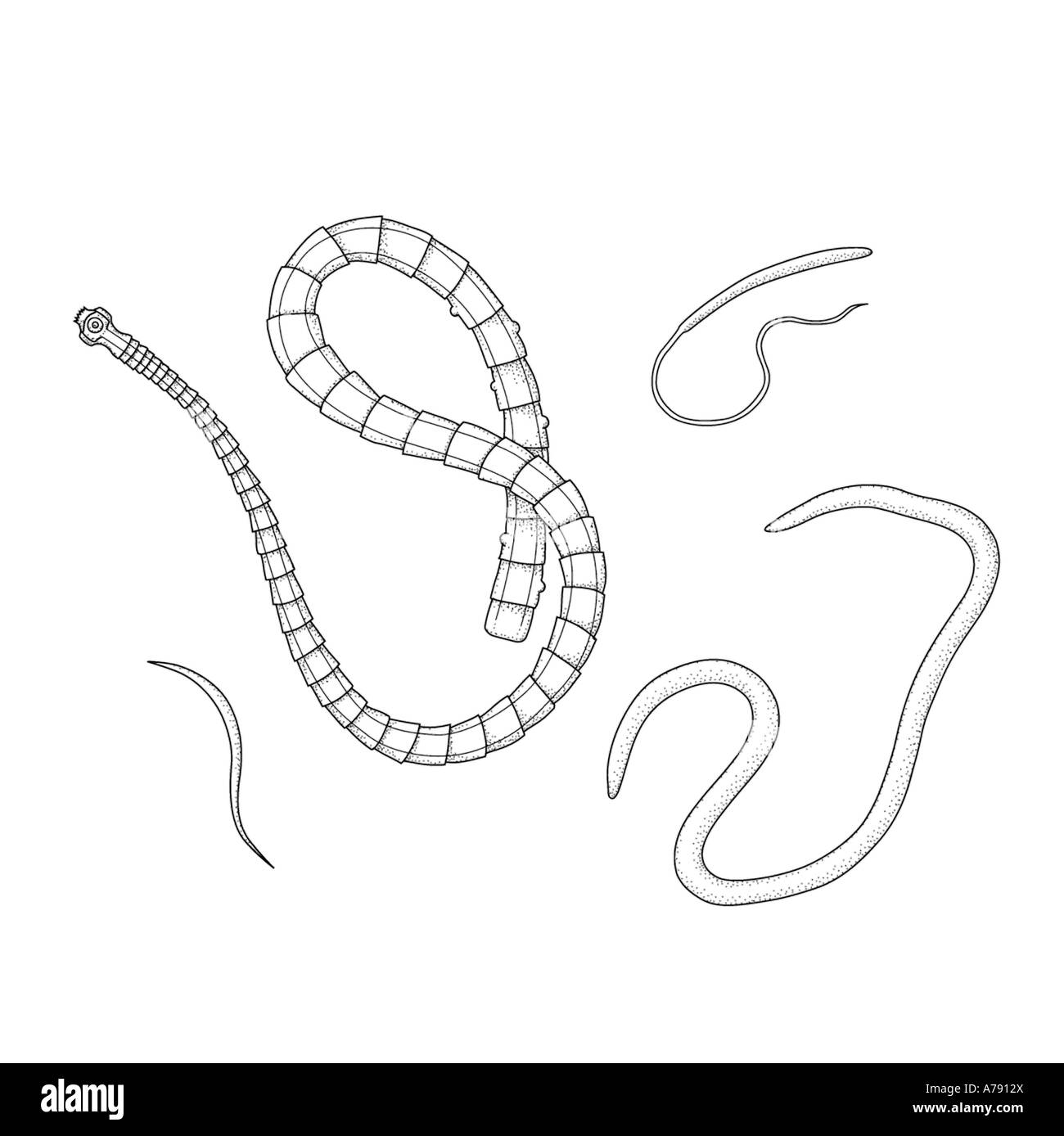 Una illustrazione che mostra vari tipi di vermi parassiti. Foto Stock