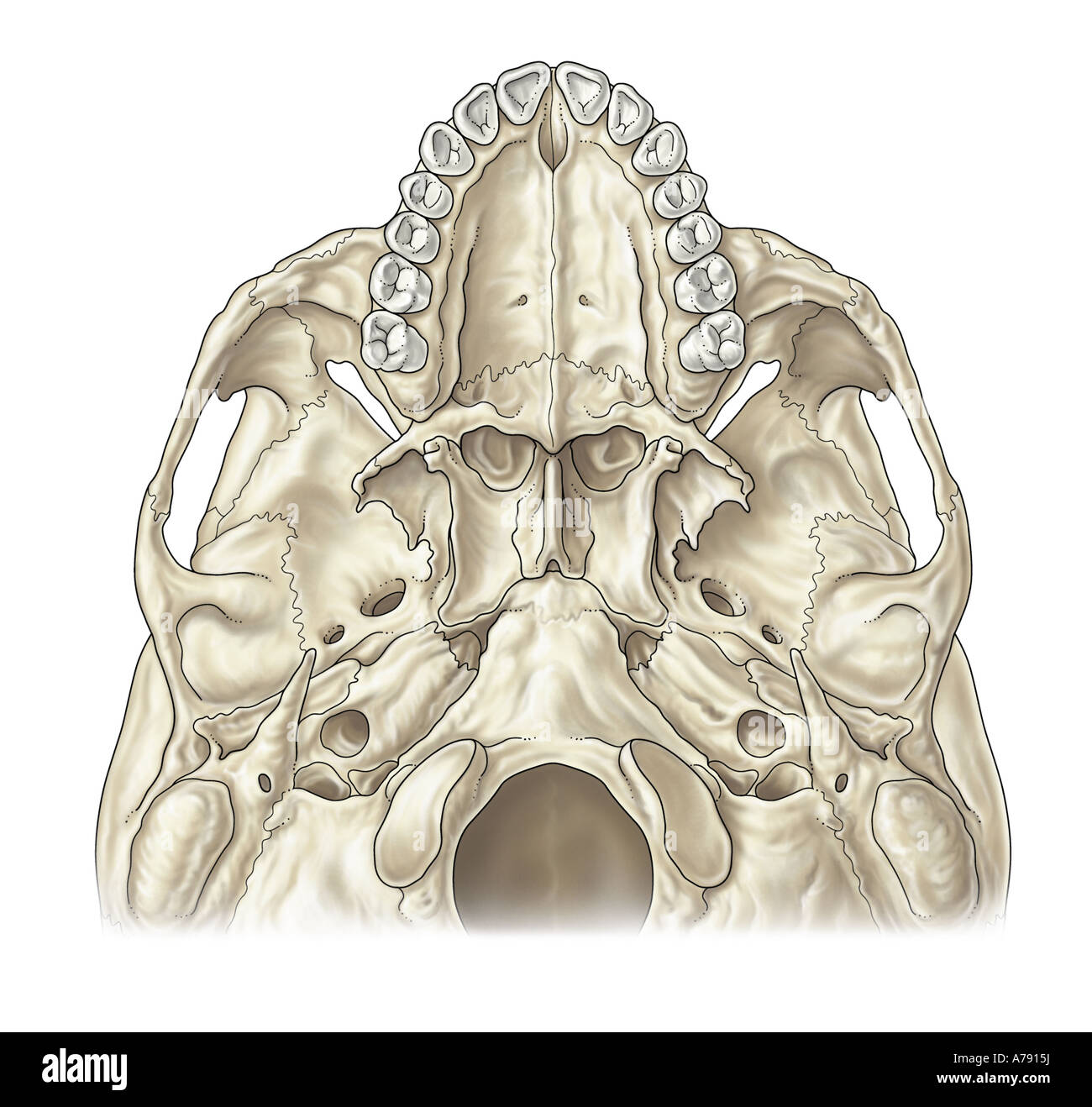Una illustrazione della base del cranio Foto Stock
