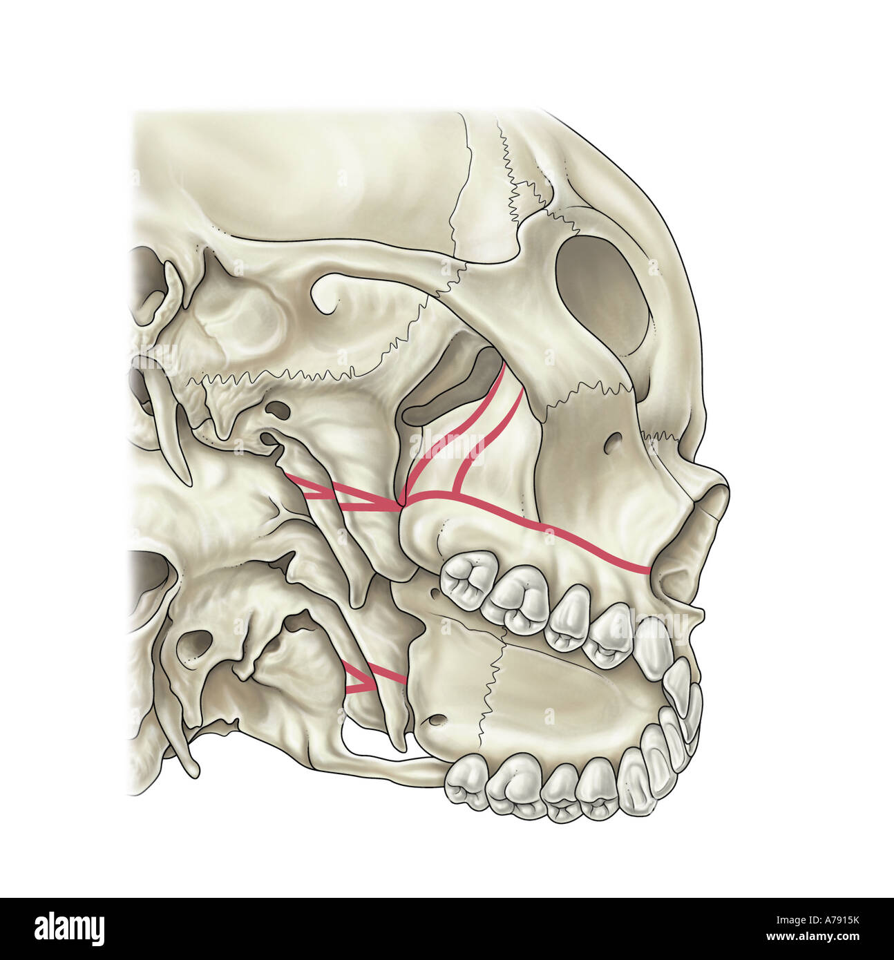 Una illustrazione di un cranio Foto Stock