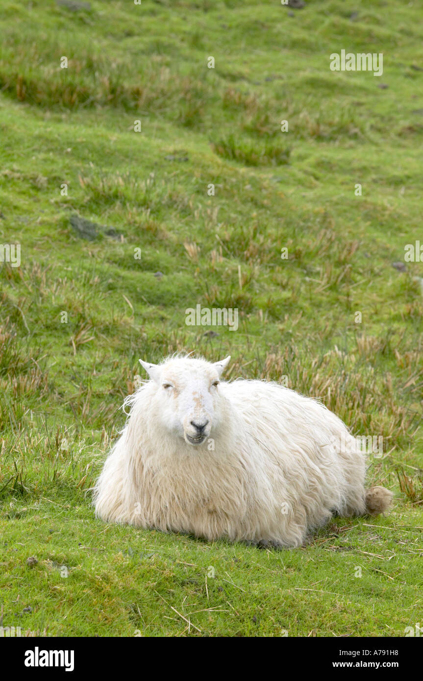 Solo ovini adulti tra erba e scrub Foto Stock
