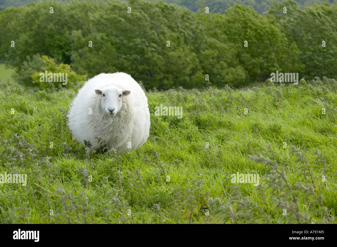 Solo ovini adulti tra erba e scrub Foto Stock