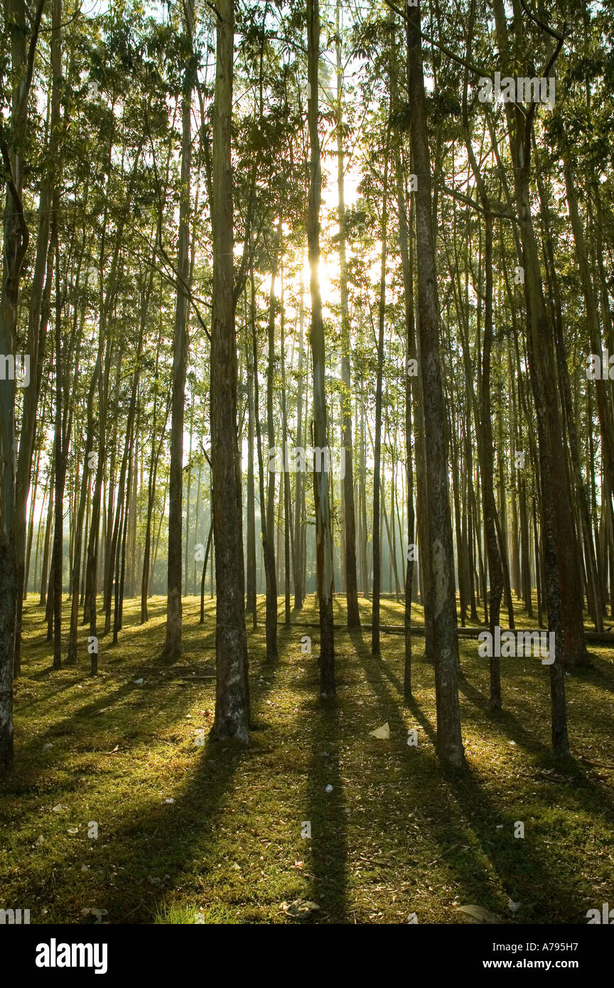 Filari di alberi di alto fusto con la luce del sole e ombre Foto Stock