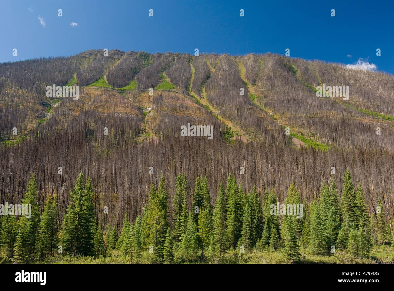 Scivoli di valanghe mostra segni di verde nuovamente dopo un incendio di foresta in Kootenay National Park in British Columbia Montagne Rocciose in Canada Foto Stock