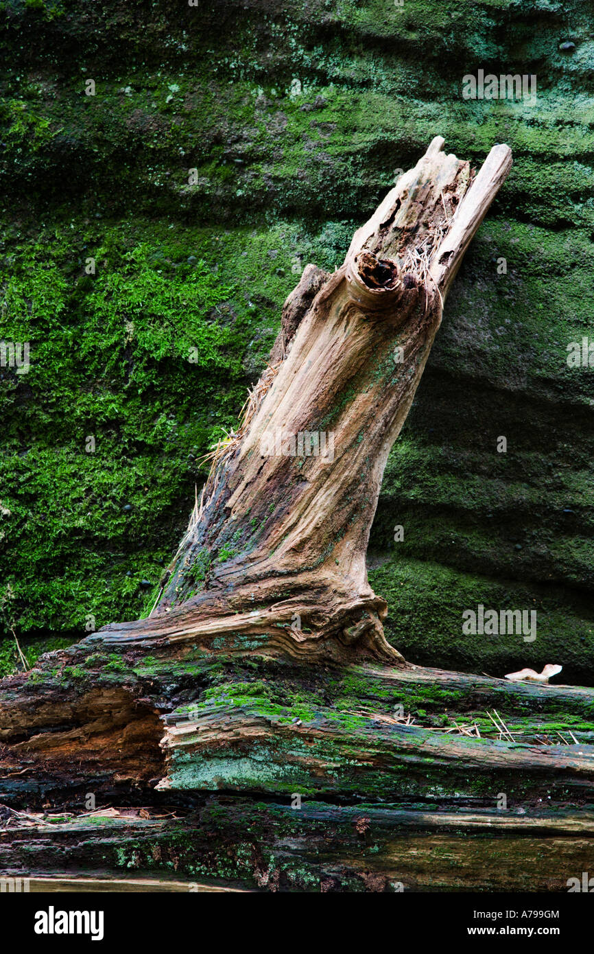 Albero morto e Moss Plumpton rocce vicino a Knaresborough North Yorkshire, Inghilterra Foto Stock