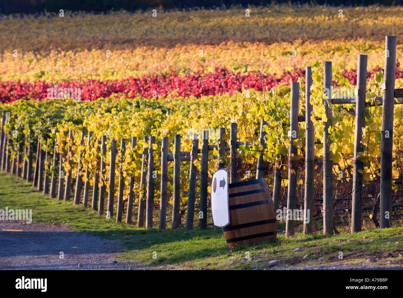 I colori dell'autunno in un vigneto nella Valle di Cowichan area dell'isola di Vancouver vicino a Duncan della Columbia britannica in Canada Foto Stock