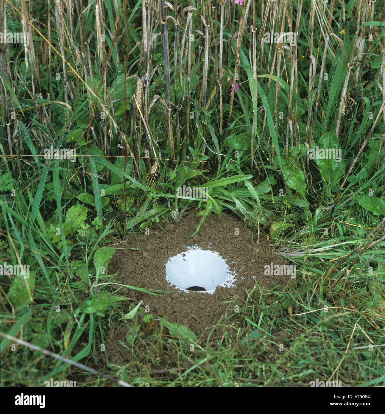 Pitfall trappola per il monitoraggio attivo di massa delle popolazioni di artropodi Foto Stock