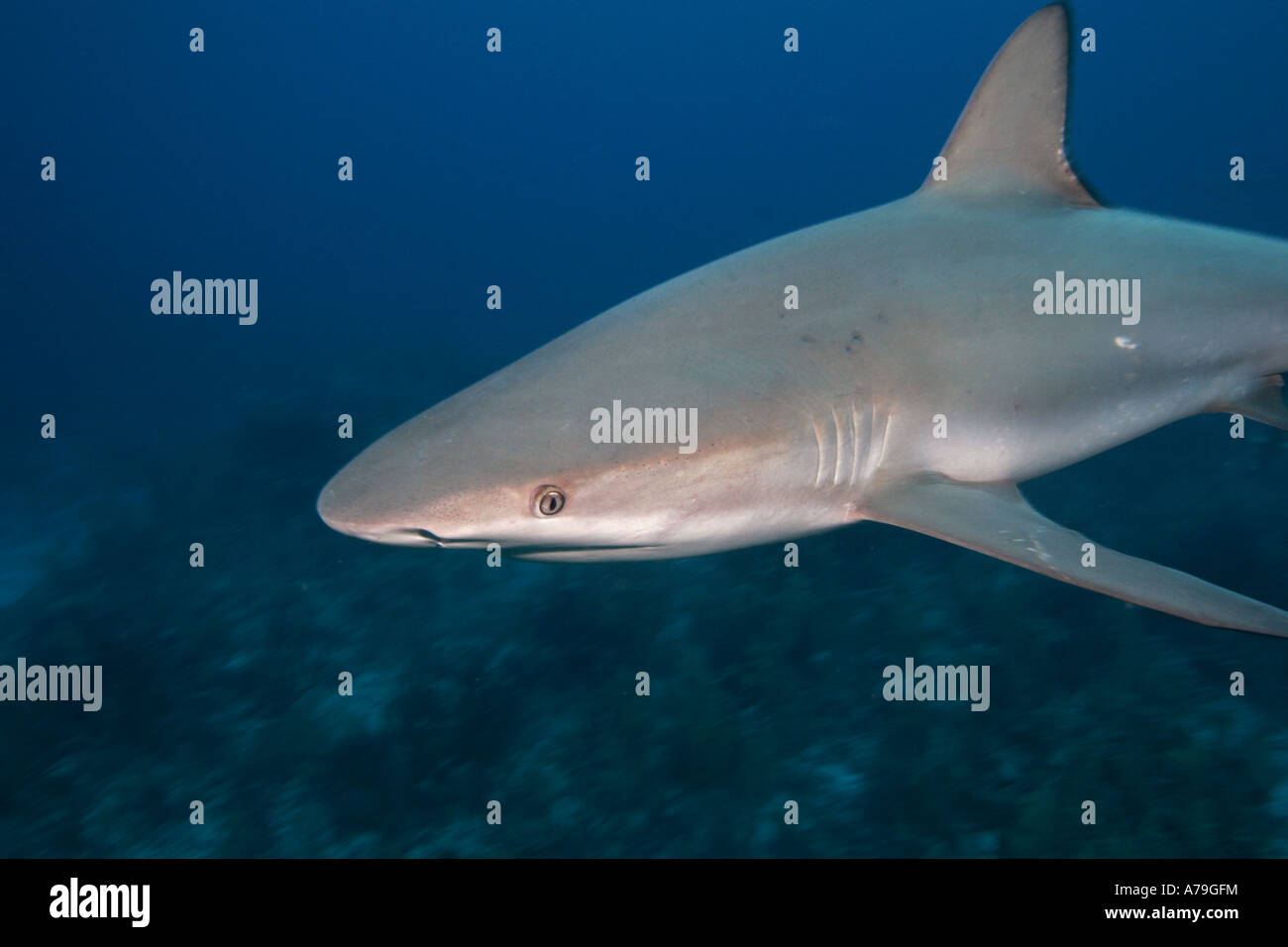 Caribbean Reef Shark Carcharhinus perezi Foto Stock