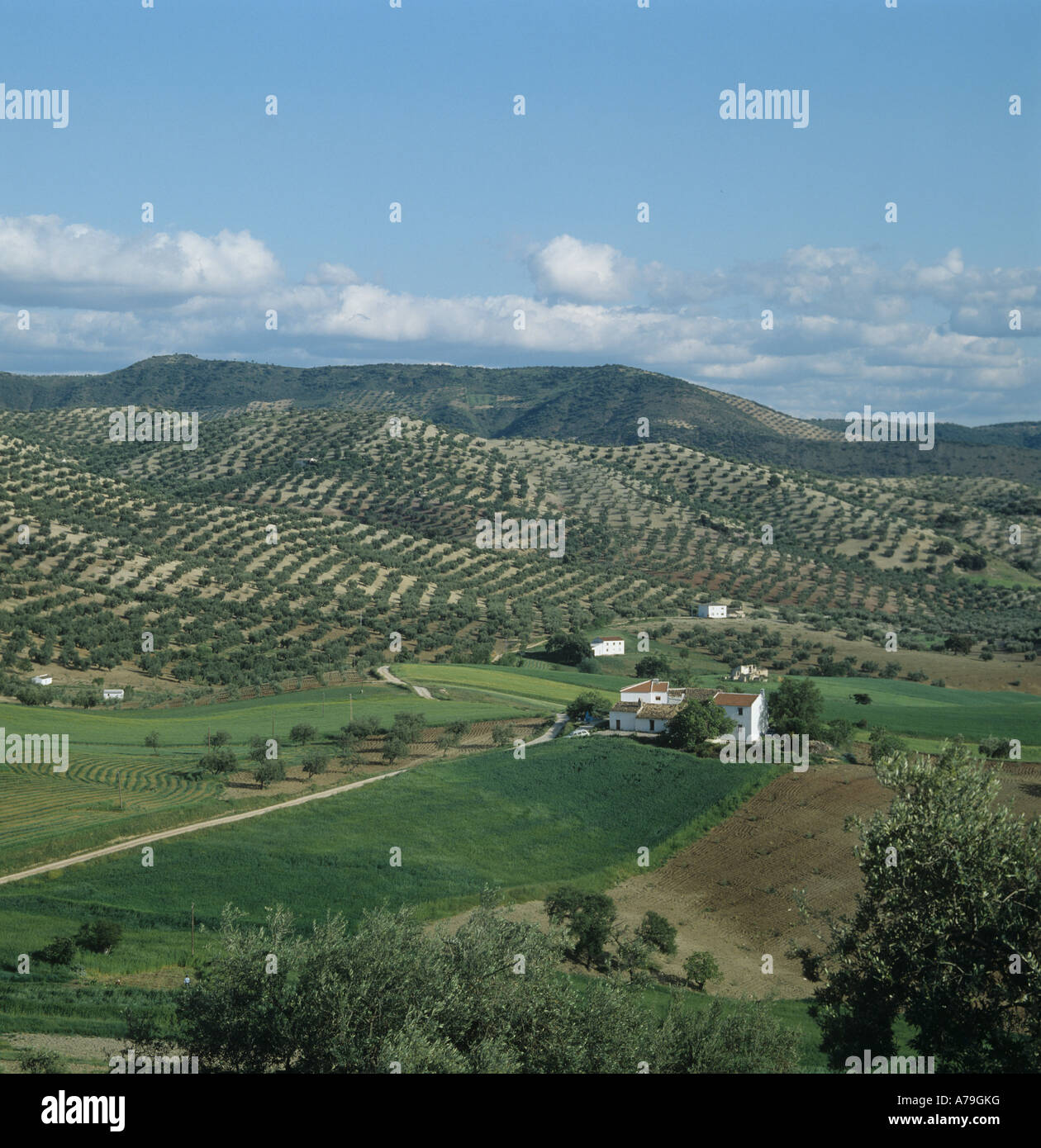 Attraenti terreni ondulati con olive e prateria Andalusia Spagna Foto Stock