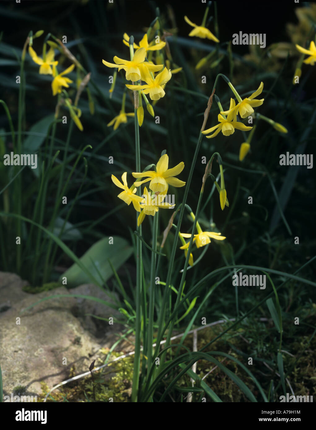 Narcissus Hawera piante fiorite in un ombroso confine fiore Foto Stock