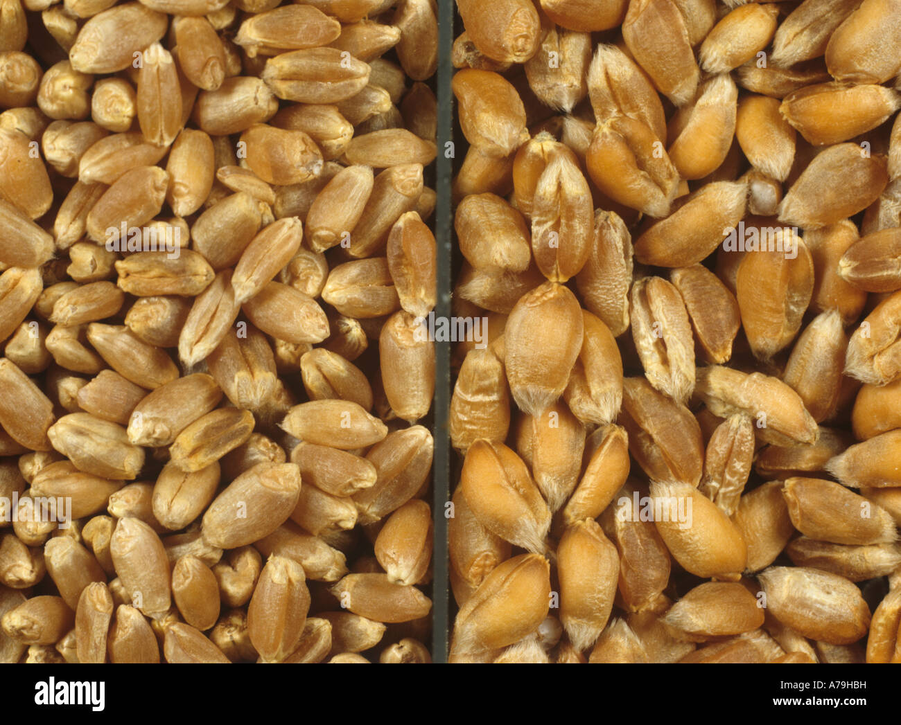 Inglese invernali di grano di fresatura a sinistra rispetto al Canadian Western red spring grano di fresatura a destra Foto Stock